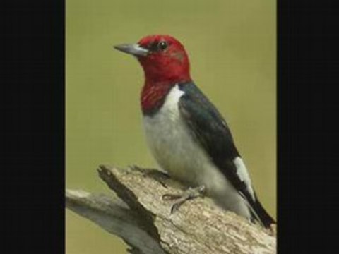 Put the blame on mame Milt Herth TRIO [PORUNSWICK] 78rpm