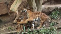 Tiger Cubs Have Way More Personality Than You Think