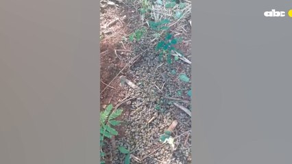 Apicultores De Natalio Denuncian Mortandad De Abejas