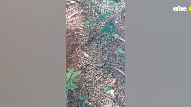 Apicultores De Natalio Denuncian Mortandad De Abejas
