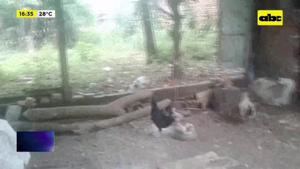 Gripe aviar: Aumentan reportes de casos sospechosos