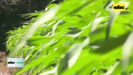 Video: Fepasidias y San Carlos preparan simposio de siembra directa