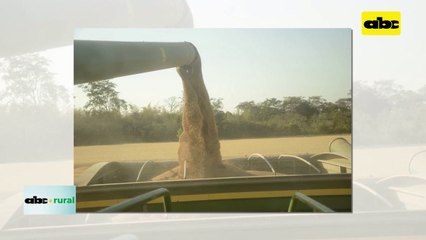 Video: Producción agrícola en suelos arenosos de San Pedro