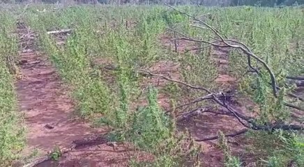 Desmantelan Campamentos Narcos En Concepción