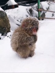 #funny video #shortvideo #viralvideo #funnyadda#