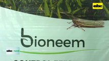 Video: El Bioneem sus beneficios para el algodón y otros cultivos