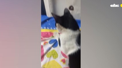 Barlo: primer tripulante felino del Cañonero Paraguay