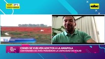 Video: Cisnes se vuelven adictos a la amapola