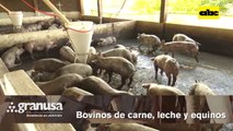 Video: Buscan abrir mercado chileno para carne de cerdo de Paraguay