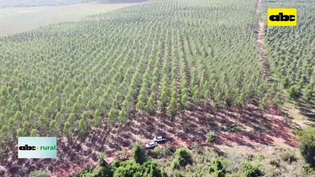 Visión Sobre Situación Forestal En Paraguay Presente Y Futuro