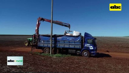 Video: Trigo absorbe más carbono de lo que emite según Embrapa