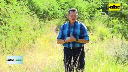 Video: Problemas que presentan vacas lecheras si no son bien enfriadas