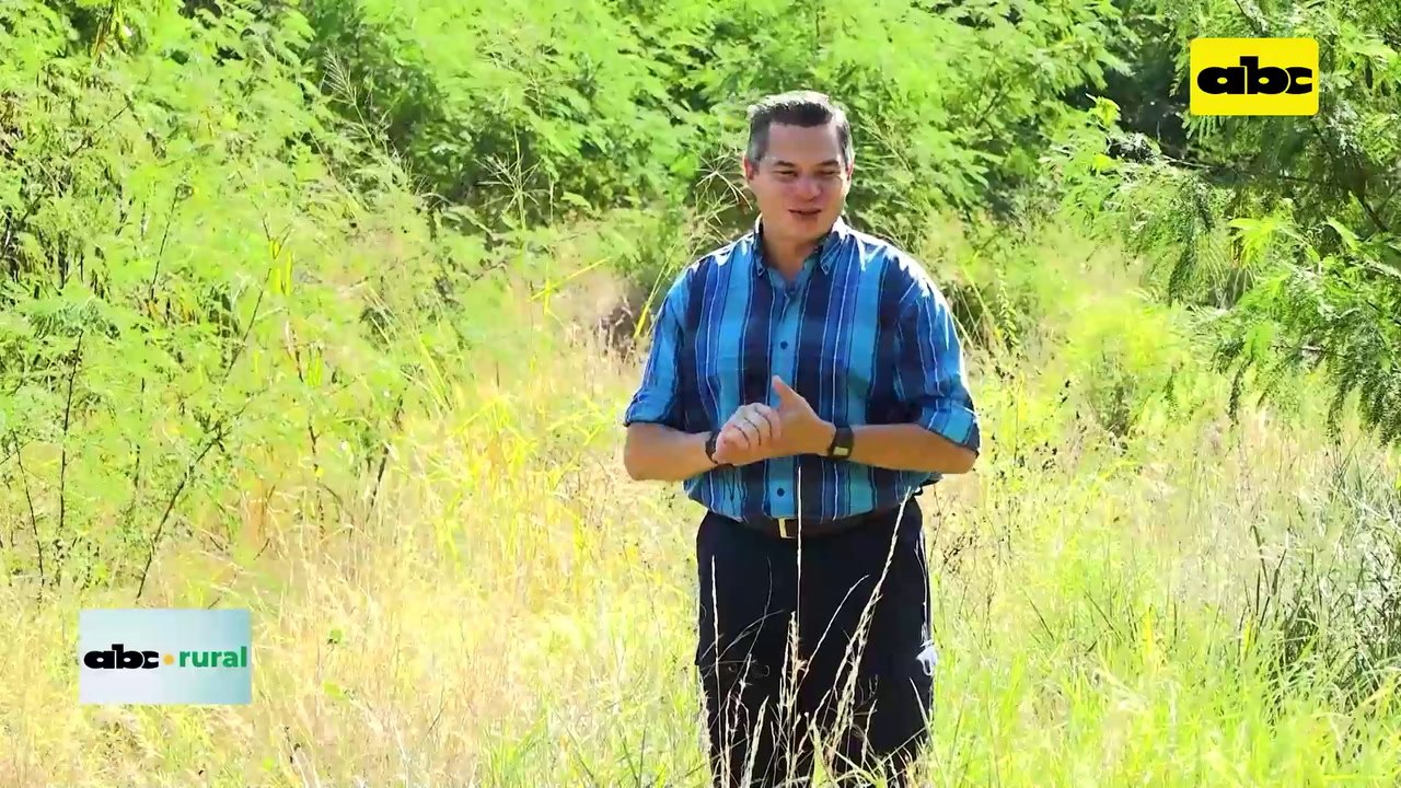 Video: Problemas que presentan vacas lecheras si no son bien enfriadas