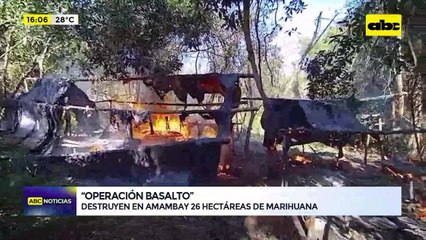 Operación Basalto: Destruyen 26 hectáreas  de marihuana en Amambay