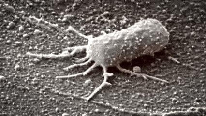 On a Peut-Être Enfin Trouvé la vie sur Mars