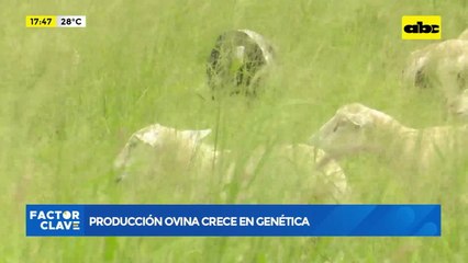 Video: Producción ovina crece en genética y en carne