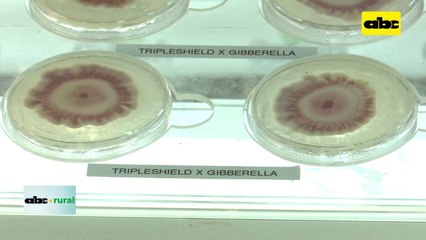 Video: Ejemplo de la acción de microorganismos sobre patógenos