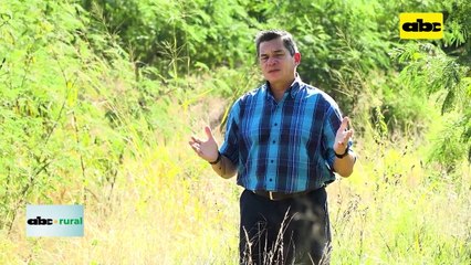 Video: Presentan herbicidas para soja en el Chaco y sus resultados