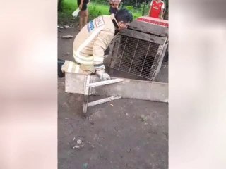 Video Del Rescate Del Karajá Por Parte De Los Bomberos De Remansito