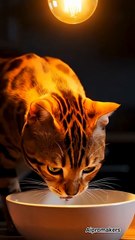 चूहा और बिल्ली।🐹🐁#aipromaker#catvsrat #nightstory #catstories #mousestory #jungle#viralshort #shorts