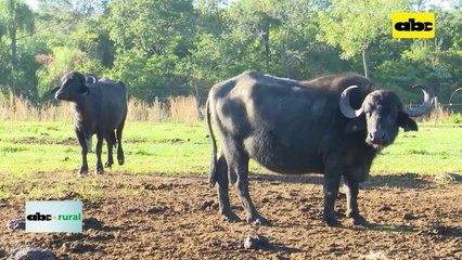 Video: Búfalo como opción segura para diversos tipos de campos marginales