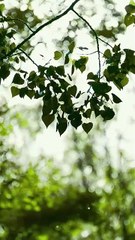 She was his sister in name, yet each night he seduced and claimed her with dark, possessive desire - Chinese - 2025