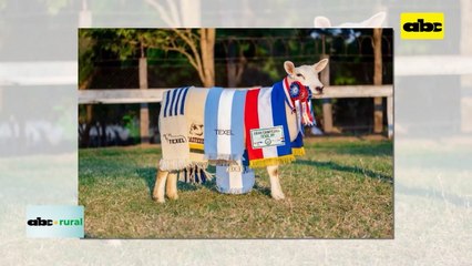 Video: Una oveja Texel es la mas cara de la historia hasta hoy: G. 76 millones