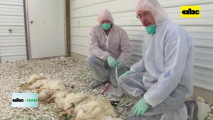 Video: Piden declarar emergencia contra gripe aviar en Brasil