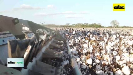 Video: Manejos agronómicos para el cultivo de algodón en el Chaco
