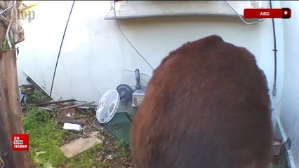 ABD’de evin altından 200 kiloluk ayı çıktı