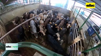 Video: Análisis sobre sanidad animal mundial, tema aftosa y carne de laboratorio