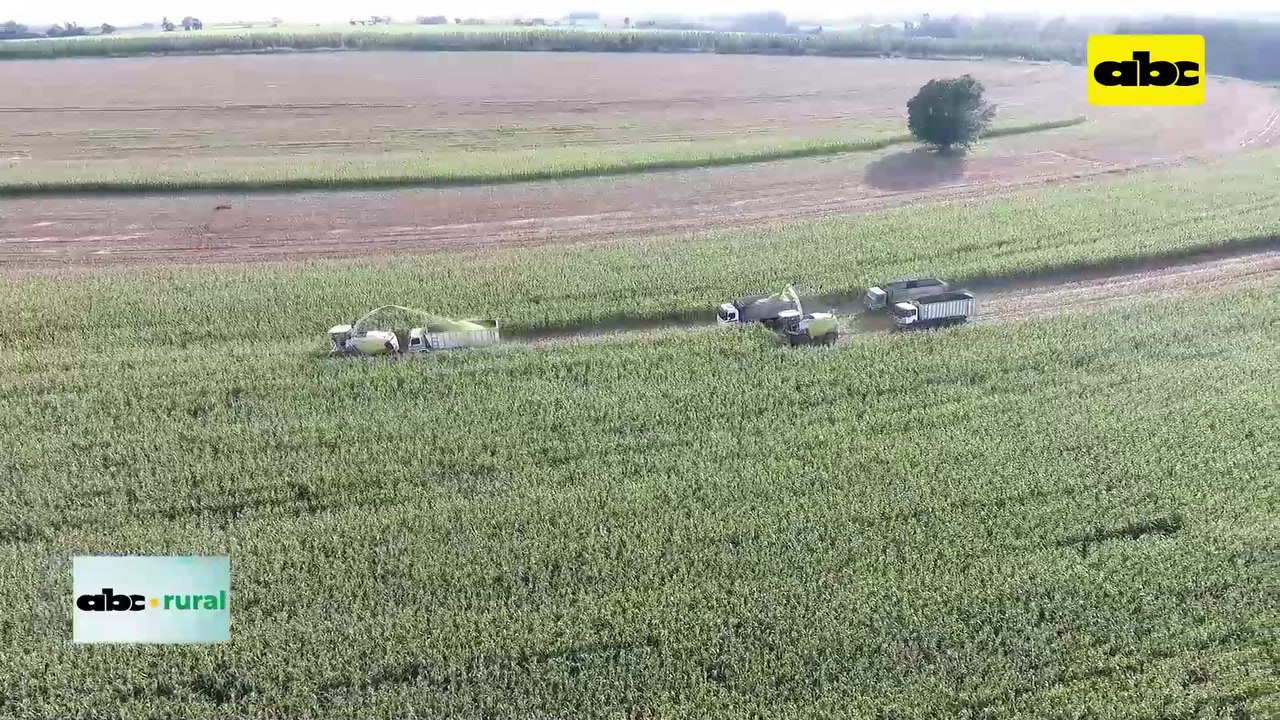 Video: Importancia del buena compactación del ensilado para vacas lecheras