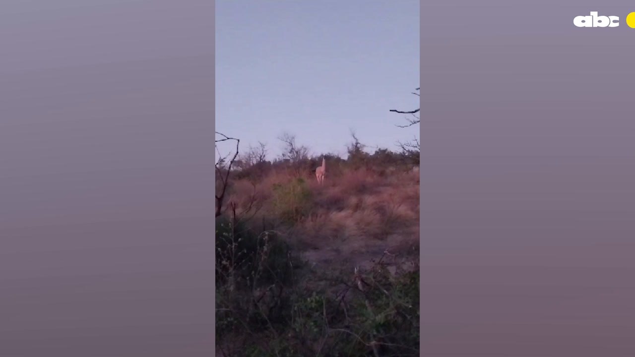 El Guanaco