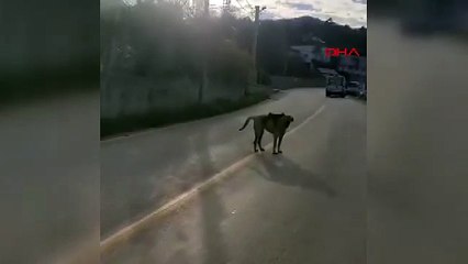 Bursa\'da ilginç görüntü! Sırtında maymun gezdiren köpek...