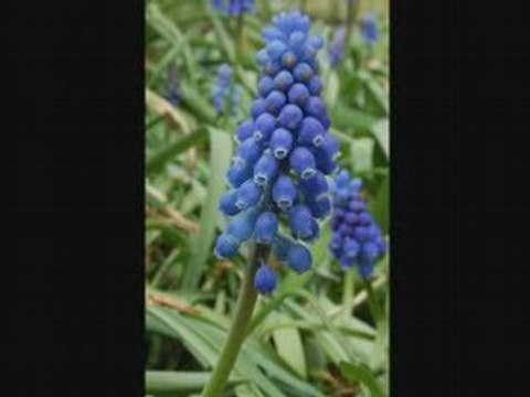 The Magic Tango-Tony Brent [COLUMBIA] 78rpm