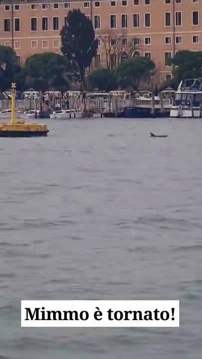 Zaia - 🐬⚠️ ADESSO DAVANTI A SAN MARCO ⚠️🐬 (04.12.25)