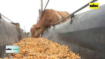 Video: desafíos en sistemas intensivos de terminación de ganado