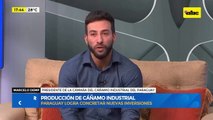 Video: Producción de cáñamo industrial