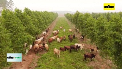 Video: Asociaciones Rurales del Mercosur preocupadas con exigencias de la Unión Europea