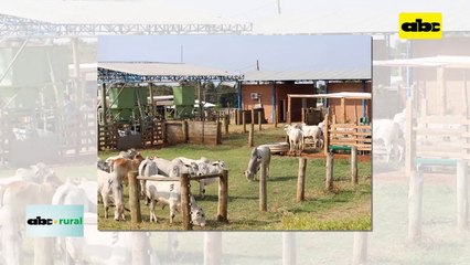 Video: sombra para ganado en confinamiento reduce huella hídrica y territorial