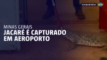 Jacaré é capturado em aeroporto de Patos de Minas