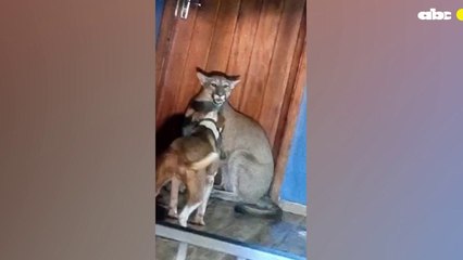 Puma que murió tras ser atacado por los perros de una vivienda a la que ingresó