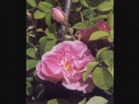 Renuka Devi & Ashok Kumar 1 [HIS MASTERS VOICE]78rpm