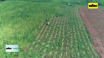 Video: lanzaron campaña de siembra de sésamo en Choré, San Pedro