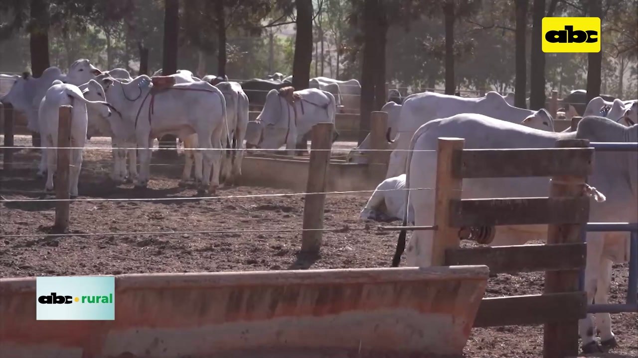 Video: crean alimento para animales que reduce emisiones de gases de efecto invernadero