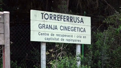 La UME se despliega para controlar la peste porcina