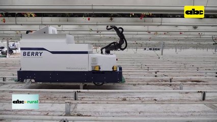 Video: robot recolector de frutillas