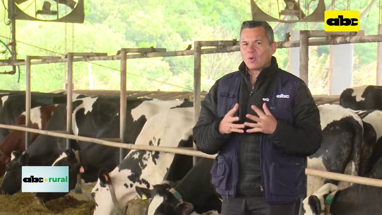 Video: preparación de plantines de café antes de llevarlo al lugar definitivo