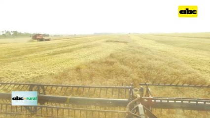 Video: operador de cosechadora nos cuenta su experiencia desde la cabina