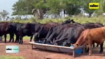 Video: nutrición de vacas para llegar en buena condición a época de servicio